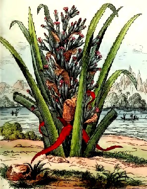 Red Pinguin Plant